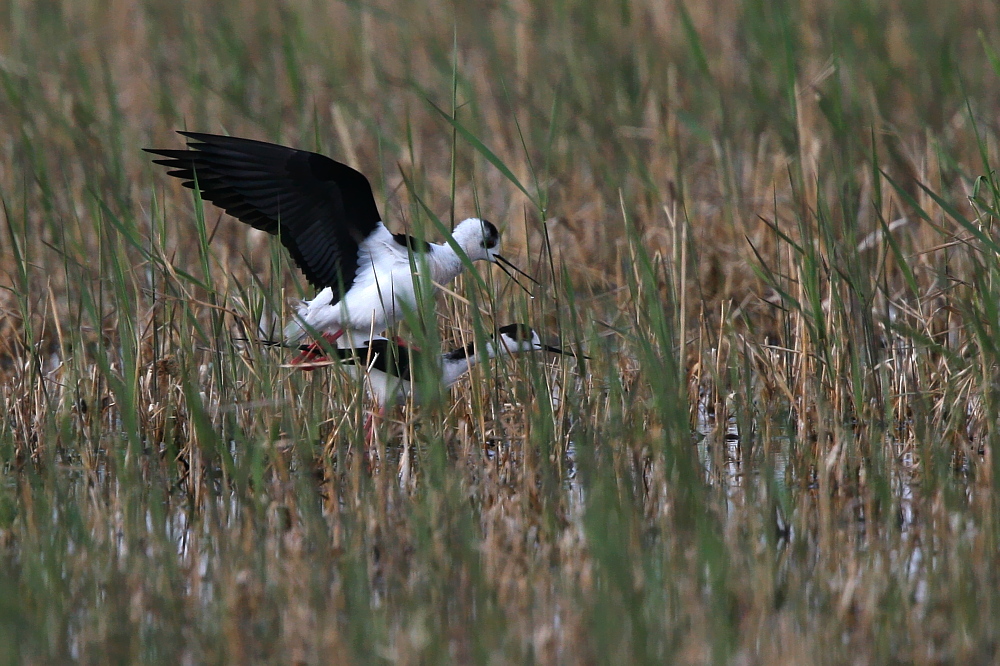 003 Stelzenläufer Paarung