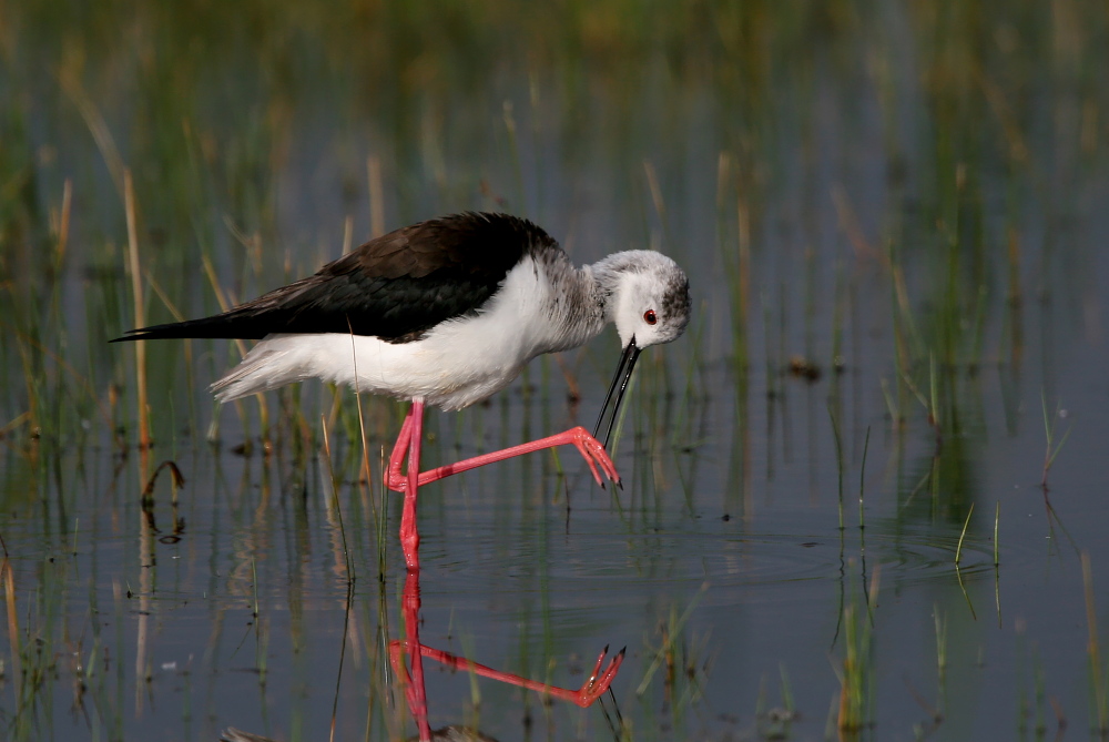 001 Stelzenlufer ( Himantopus himantopus )