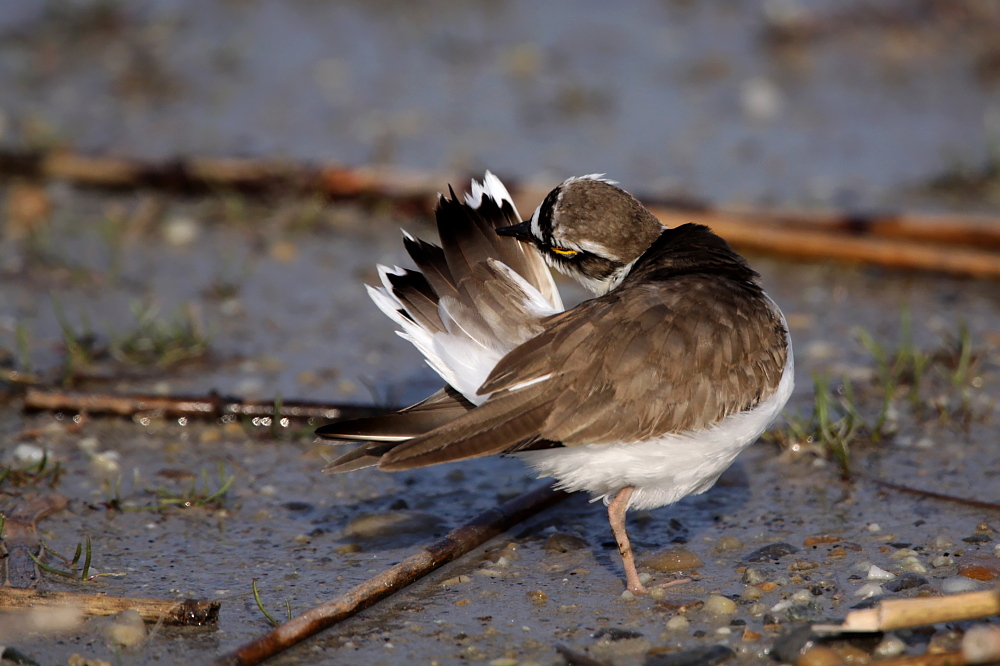 007 Flussregenpfeifer ( Chadrius dubius )