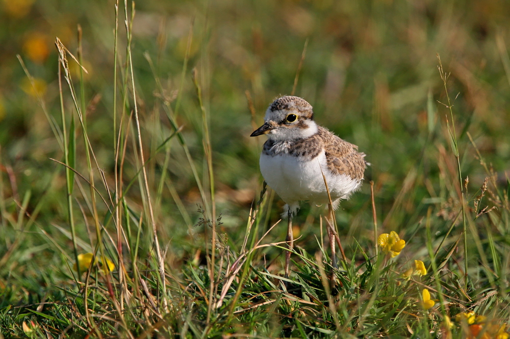 006 Flussregenpfeifer Jungvogel