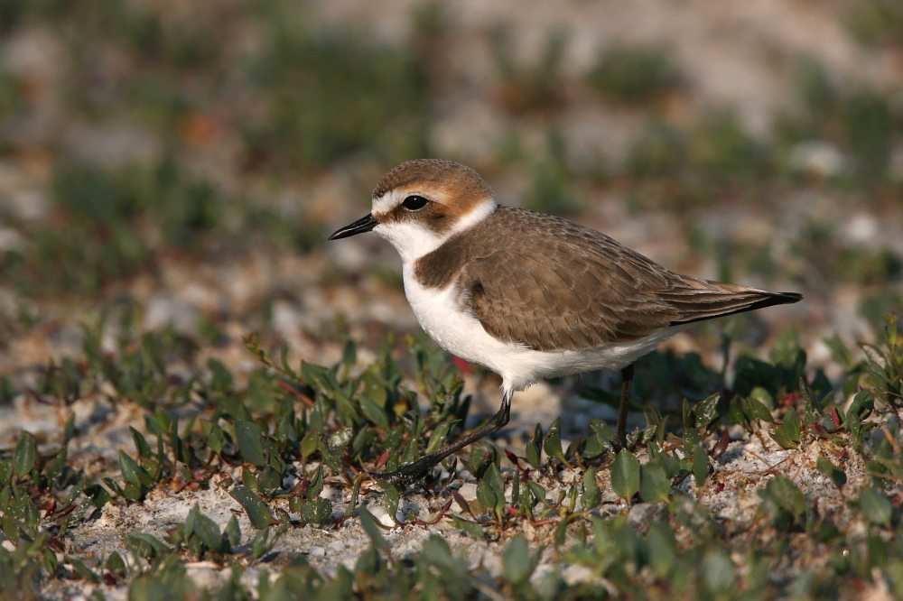 001 Seeregenpfeifer ( Charadrius alexandrinus )