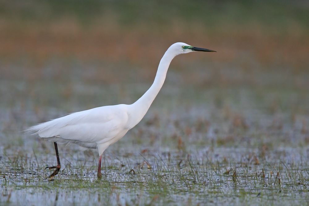 001 Silberreiher ( Egretta alba )