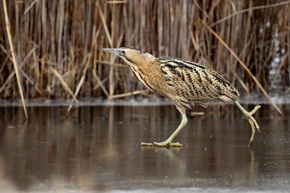 004 Grosse Rohrdommel ( Botaurus stellaris )