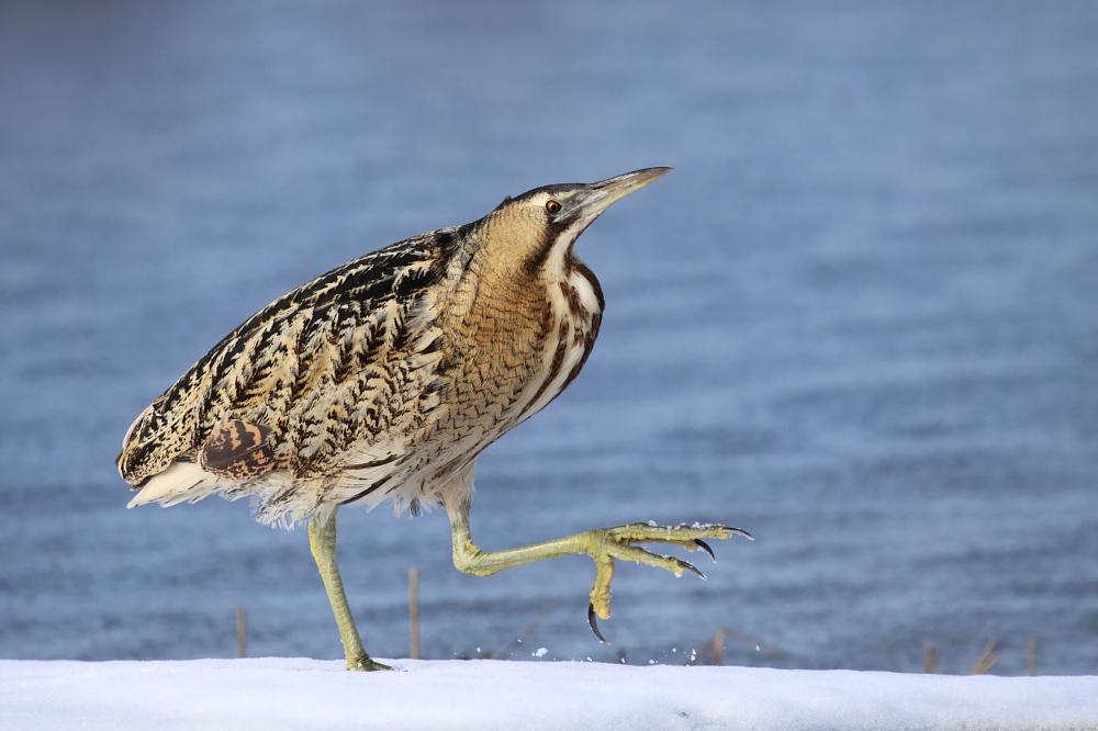 001 Grosse Rohrdommel ( Botaurus stellaris )