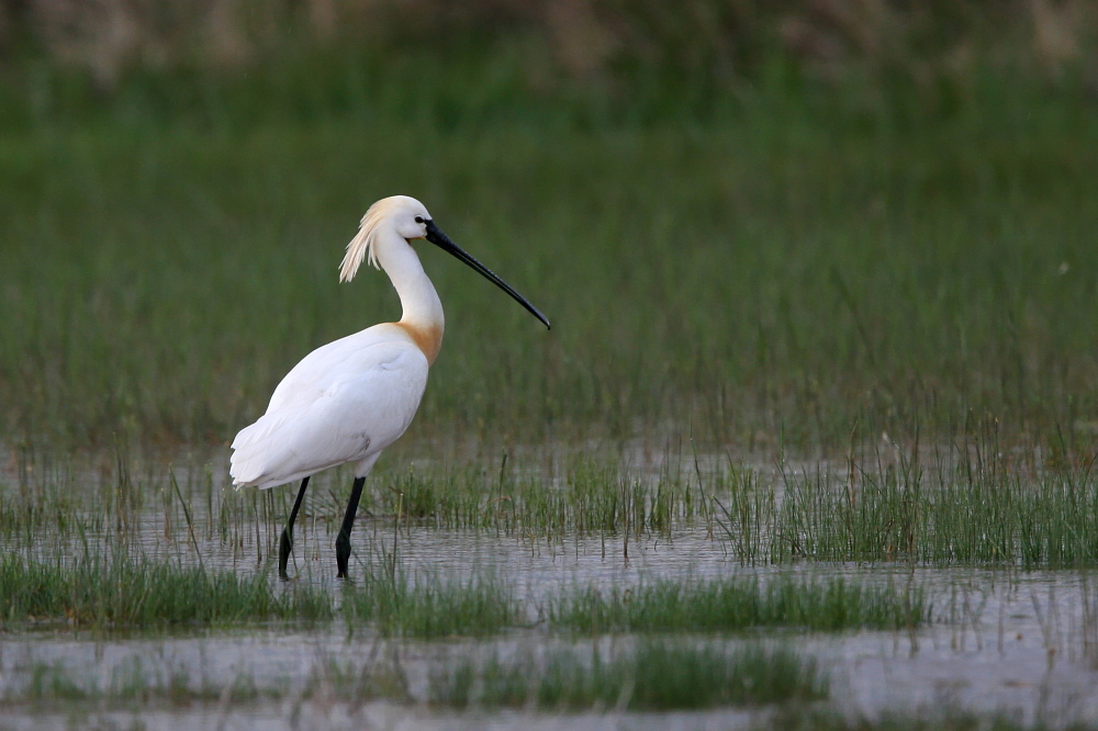 001 Lffler ( Platalea leucorodia )