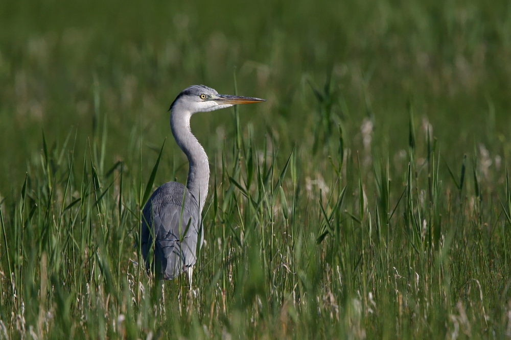 001 Graureiher( Ardea cinerea )