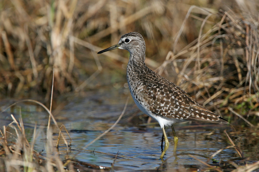 004 Bruchwasserläufer