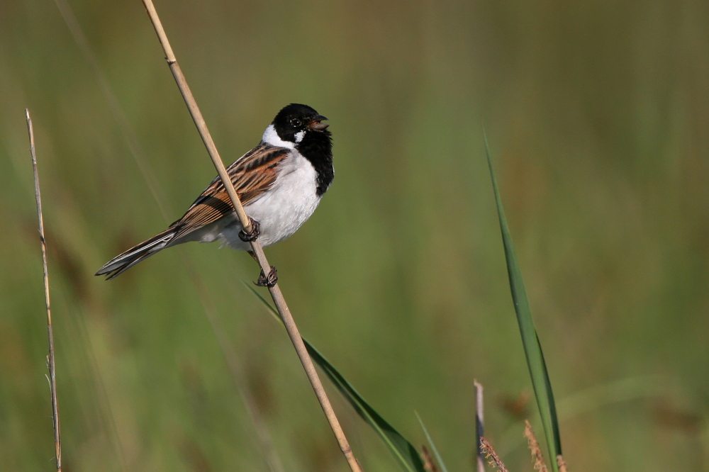 003 Rohrammer ( Emberiza schoeniclus )