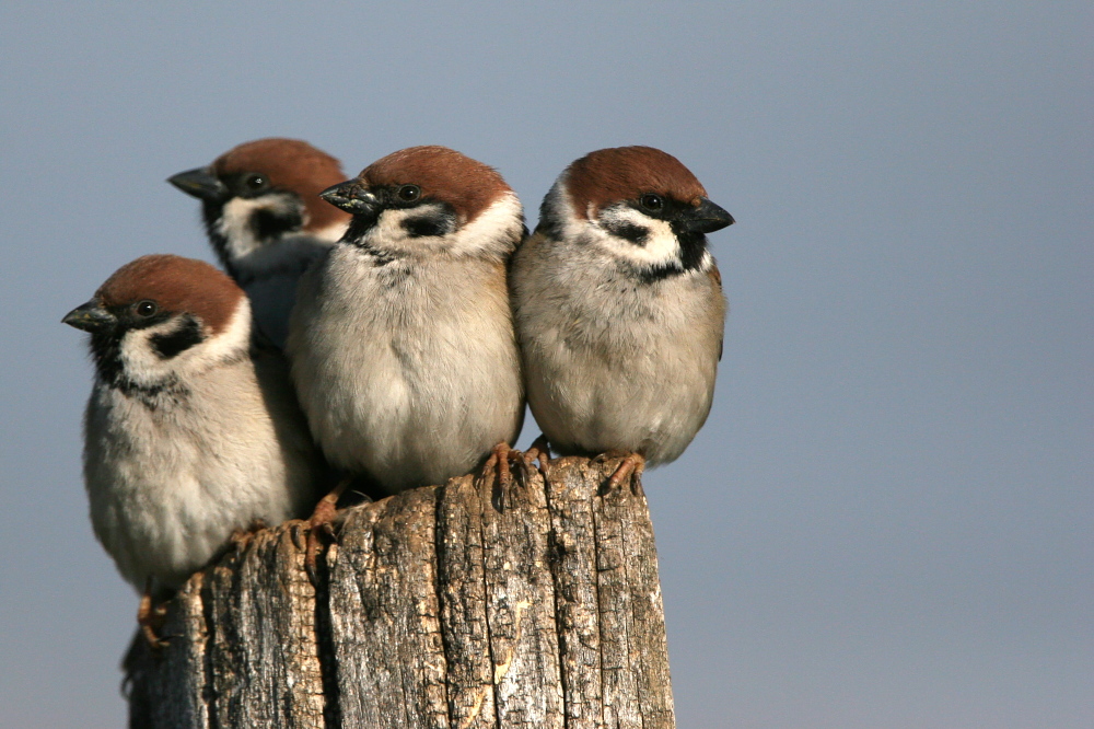 002 Sperlinge ( Passer montanus )