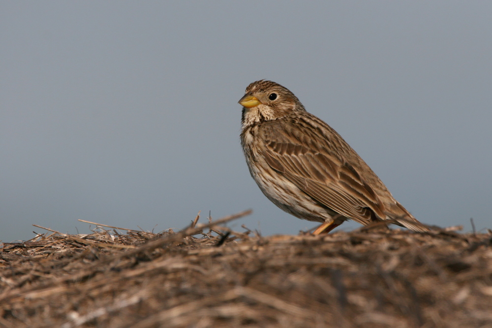 008 Grauammer ( Emberiza calandra )