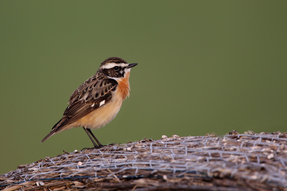 009 Braunkehlchen (Saxicola rubetra)