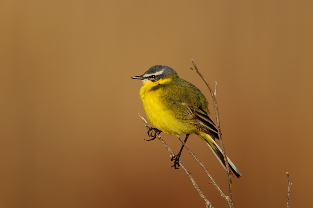 006 Schafstelze männl. (Motacilla flava)