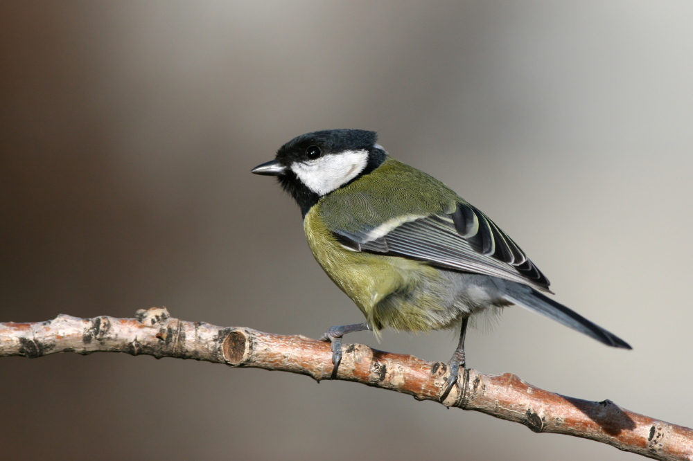 001 Kohlmeise ( Parus major )