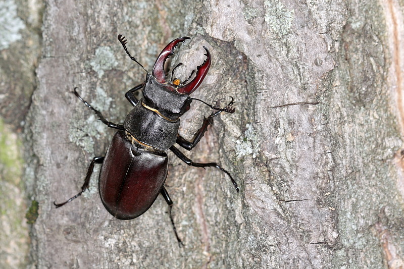 015 Hirschkfer (Lucanus cervus)