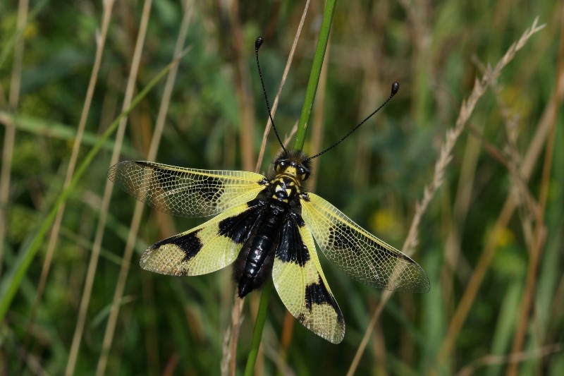 013 Langfhleriger Schmetterlingshaft (Libelloides longicornis)