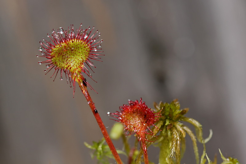 012 Sonnentau (Drosera rotundifola)