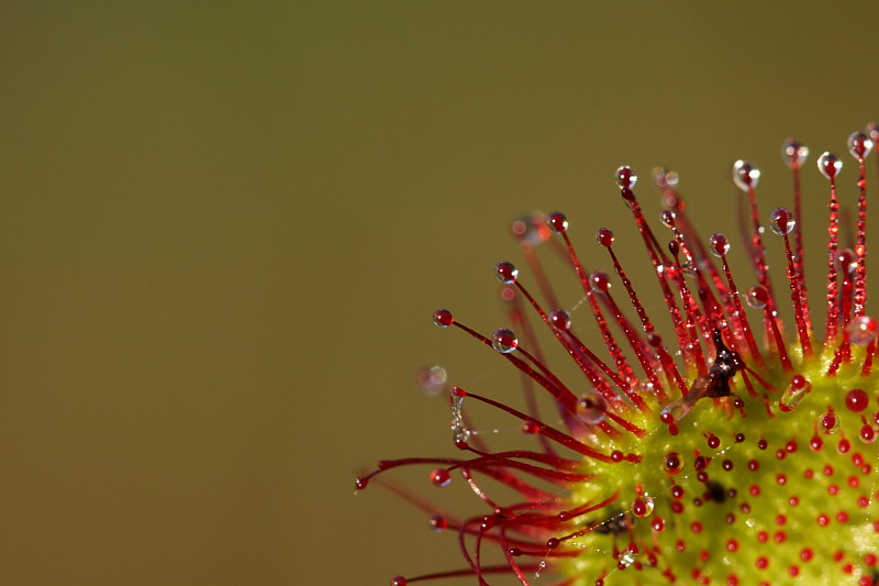 013 Sonnentau (Drosersa rotundifola)