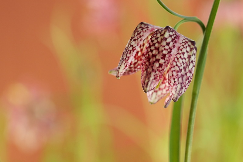 017 Schachbrettblume (Fritillaria Meleagris)