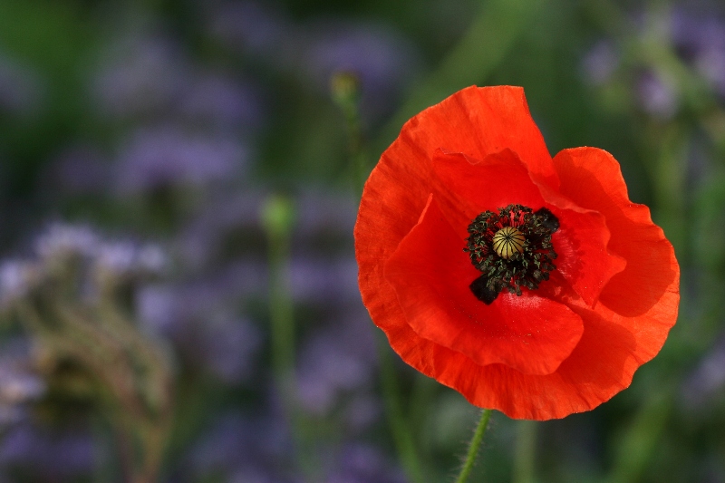 008 Mohn