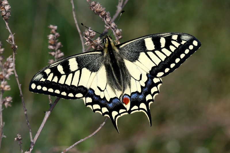 001 Schwalbenschwanz ( Papilio machaon )