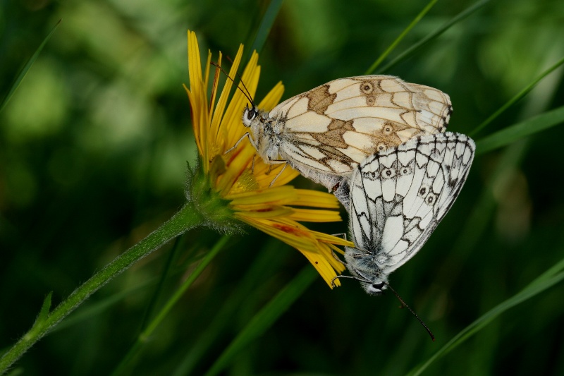 002 Schachbrettfalter Paarung