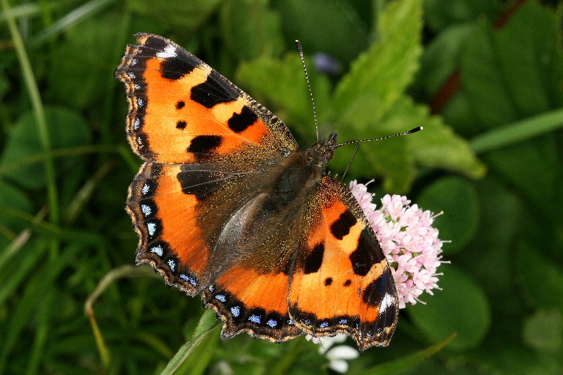 005 Kleiner Fuchs ( Aglais urticae )