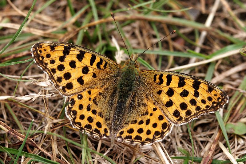 006 Perlmutterfalter (  Issoria lathonia )