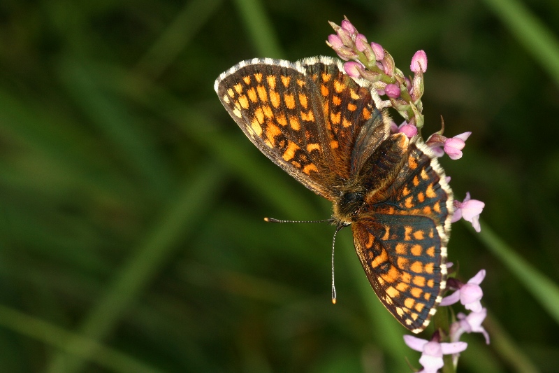 007 Wachtelweizen-Scheckenfalter ( Mellicta athalia )