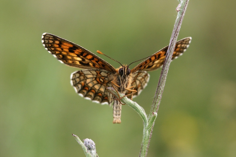 008 Wachtelweizen-Scheckenfalter ( Mellicta athalia )