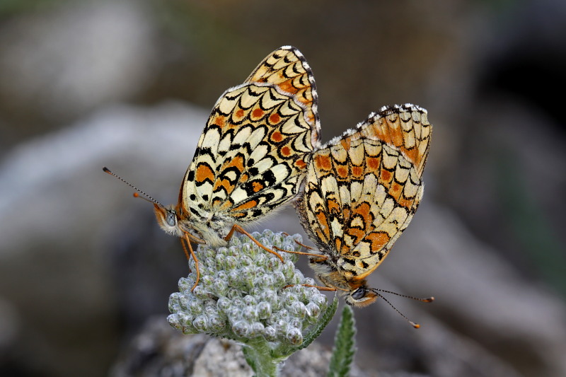 015 Flockenblumen- Scheckenfalter Paarung (Melitaea Phoebe)