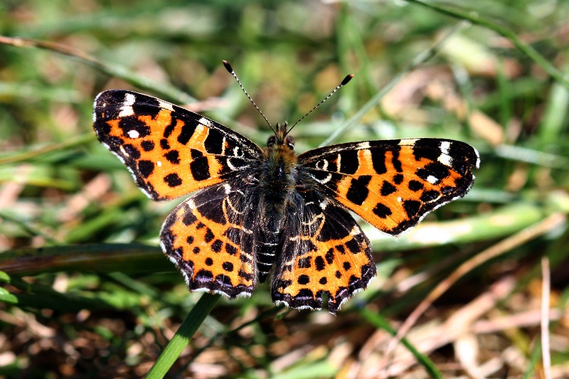 011 Landkärtchen ( Araschnia levana )