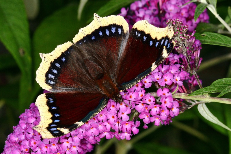 012 Trauermantel ( Nymphalis antiopa )