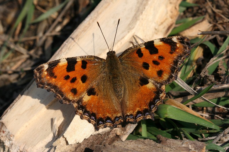 013 Grosser Fuchs ( Nymphalis polychloros )