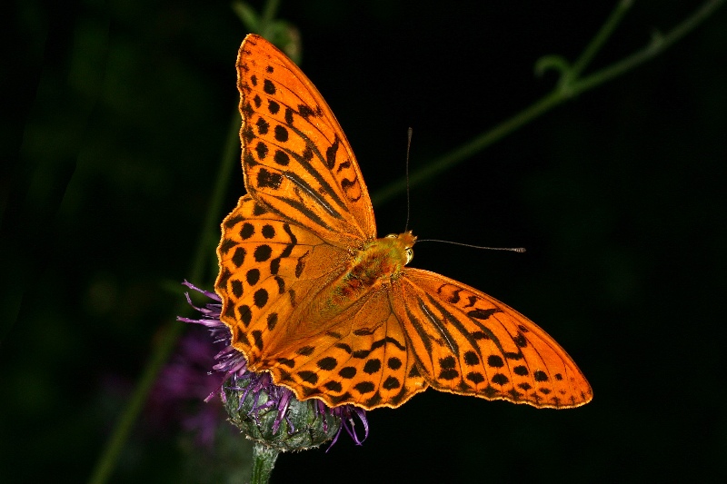 014 Kaisermantel ( Argynnis paphia )