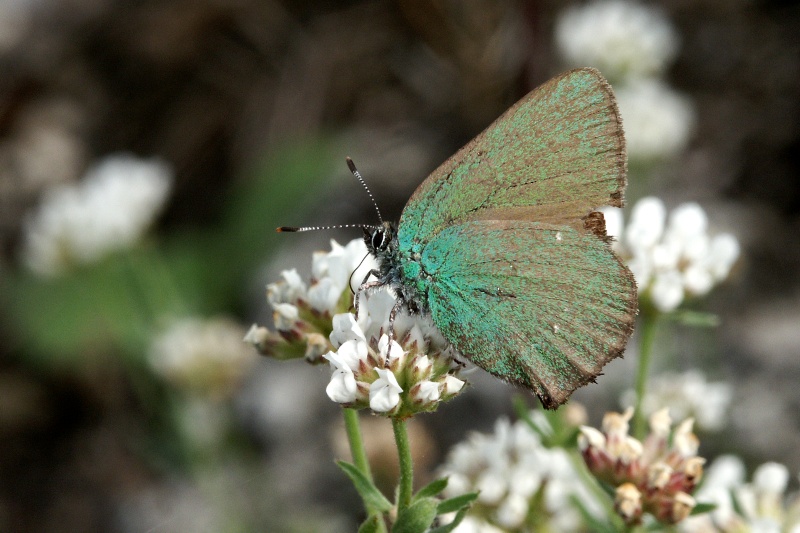 010 Grüner Zipfelfalter ( Callophrys rubi )