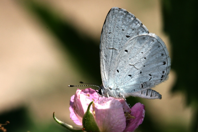 011 Faulbaumbläuling ( Celastrina argiolus )