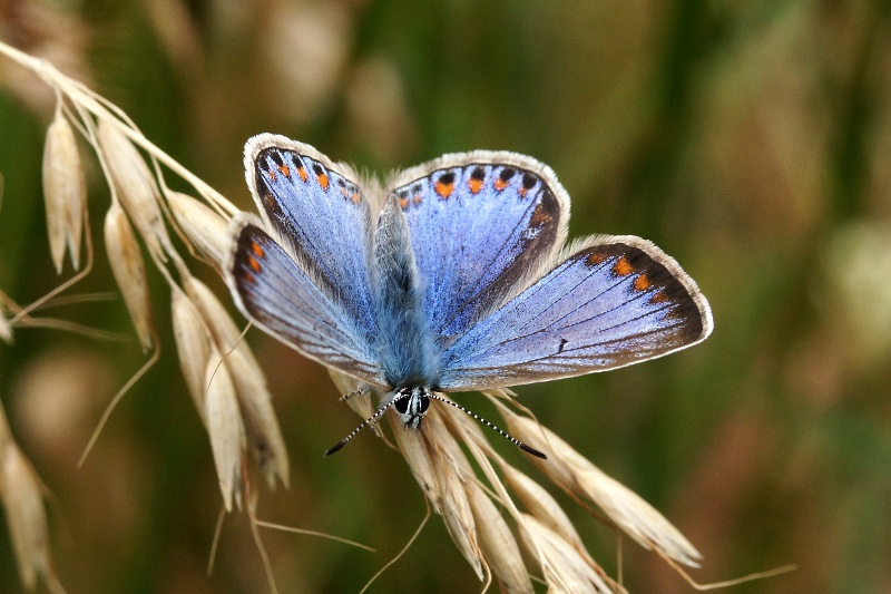 001 Gemeiner Bläuling ( Polyommatus icarus )