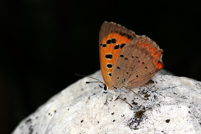 002 Kleiner Feuerfalter ( Lycaena phlaeas )