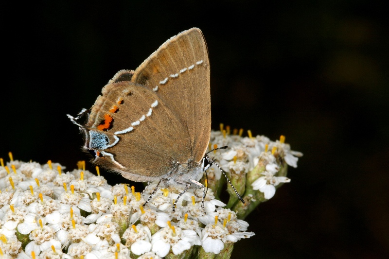 003 Kreuzdorn-Zipfelfalter ( Satyrium spini )