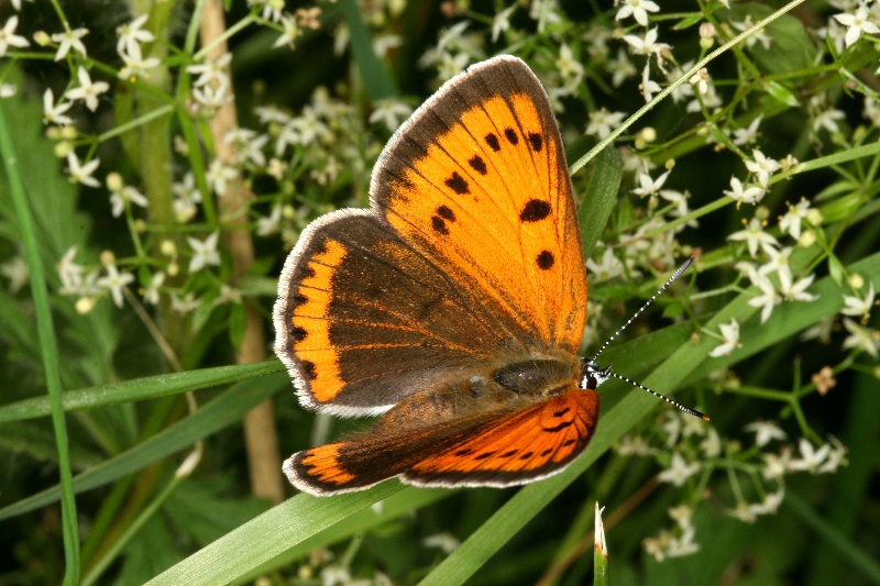 004 Grosser Feuerfalter ( Lycaena dispar )