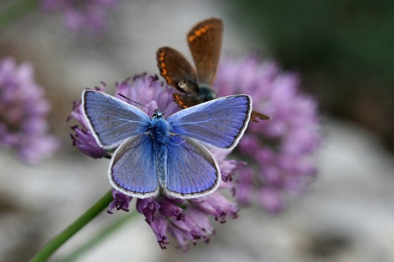 006 Esparsetten- Bluling ( Polyommentus thersites)