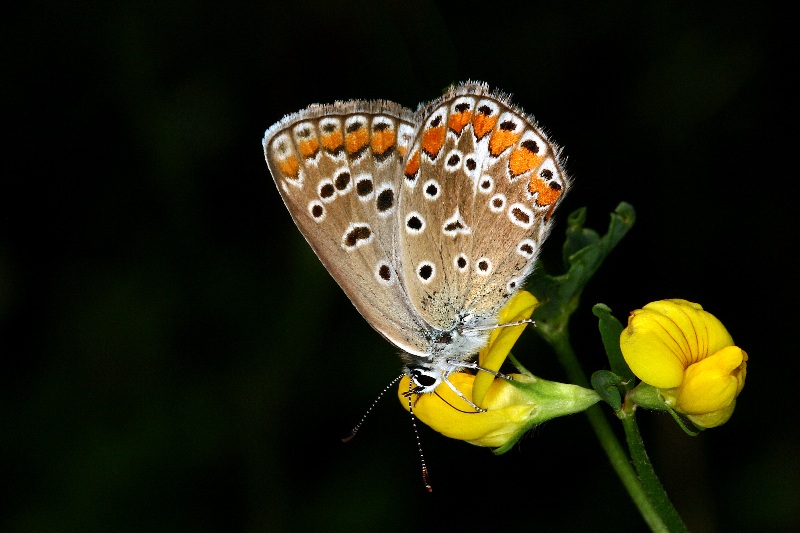 007 Hauhechel-Bluling ( Polyommatus icarus )