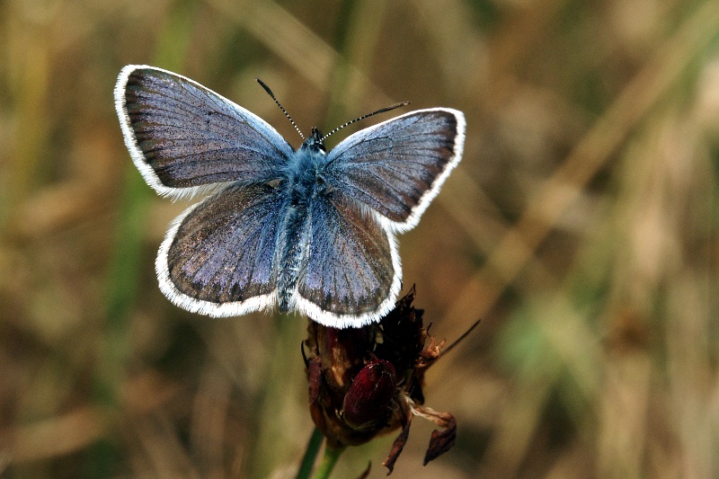 009 Geißkleebläuling ( Plebeius argus )