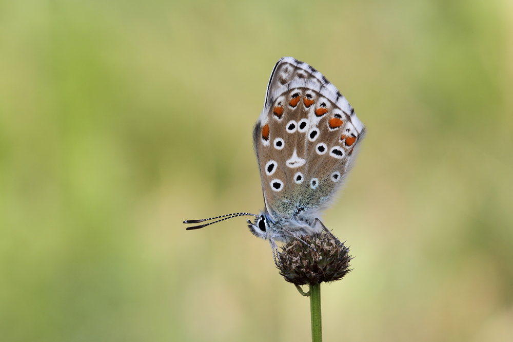 013 Silbergrner Bluling ( Polymmatus coridon )