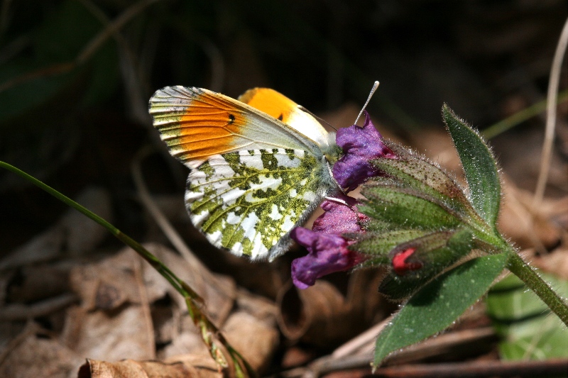 002 Aurorafalter ( Anthocharis cardamines )