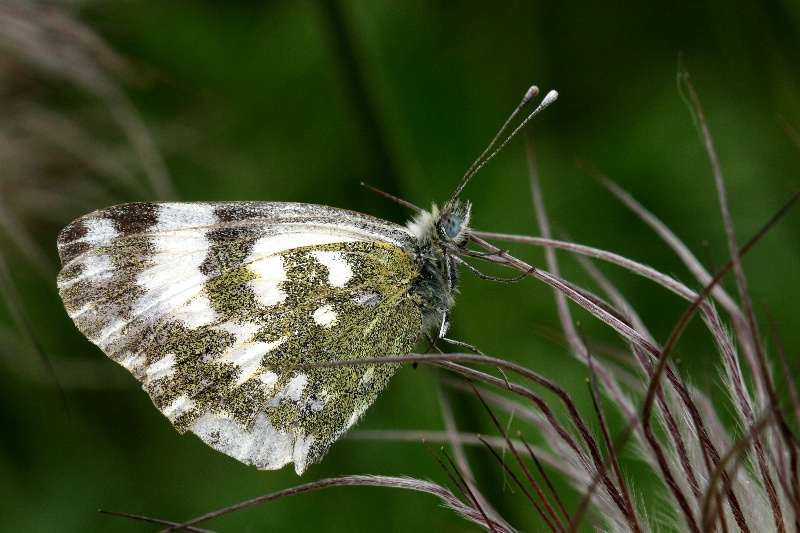 005 Reseda-Weißling ( Pontia daplidice )