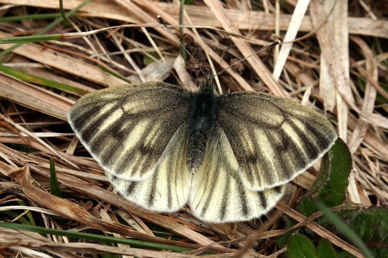 006 Bergweißling ( Pieris bryoniae )