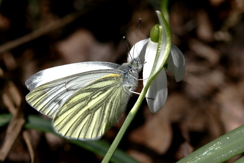 007 Rapsweißling ( Pieris napi )