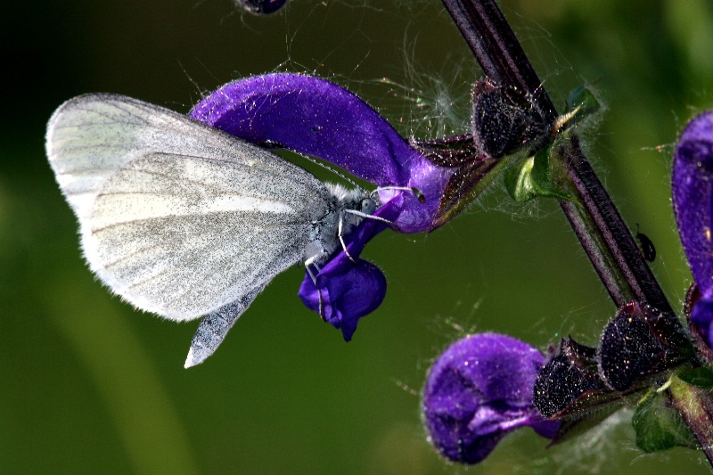 008 Senfweißling ( Leptidea sinapis )