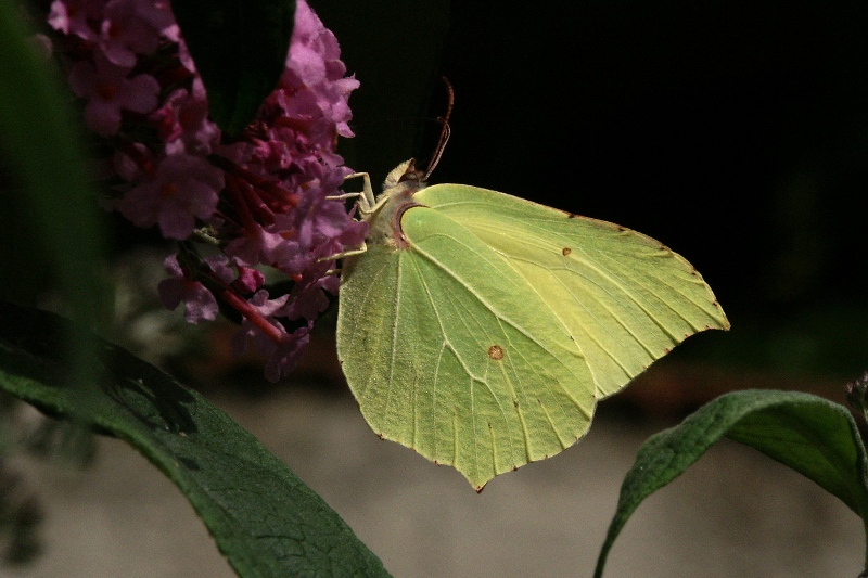 009 Zitronenfalter ( Gonepteryx rhamni )